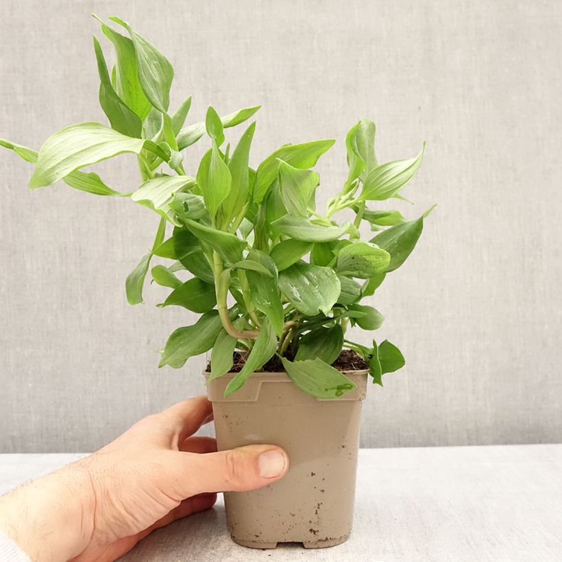 Exemplaar van Alstroemeria Duc d'Anjou Jean - Incalelie Pot van 1 l/1,5 l zoals geleverd in de lente