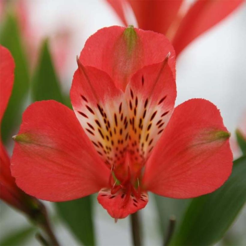 Alstroemeria Duc d'Anjou Louis - Incalelie (Flowering)