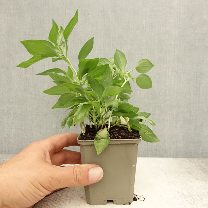 Exemplaar van Alstroemeria Duc d'Anjou Louis - Incalelie Kweekpotje van 8/9 cm zoals geleverd in de zomer