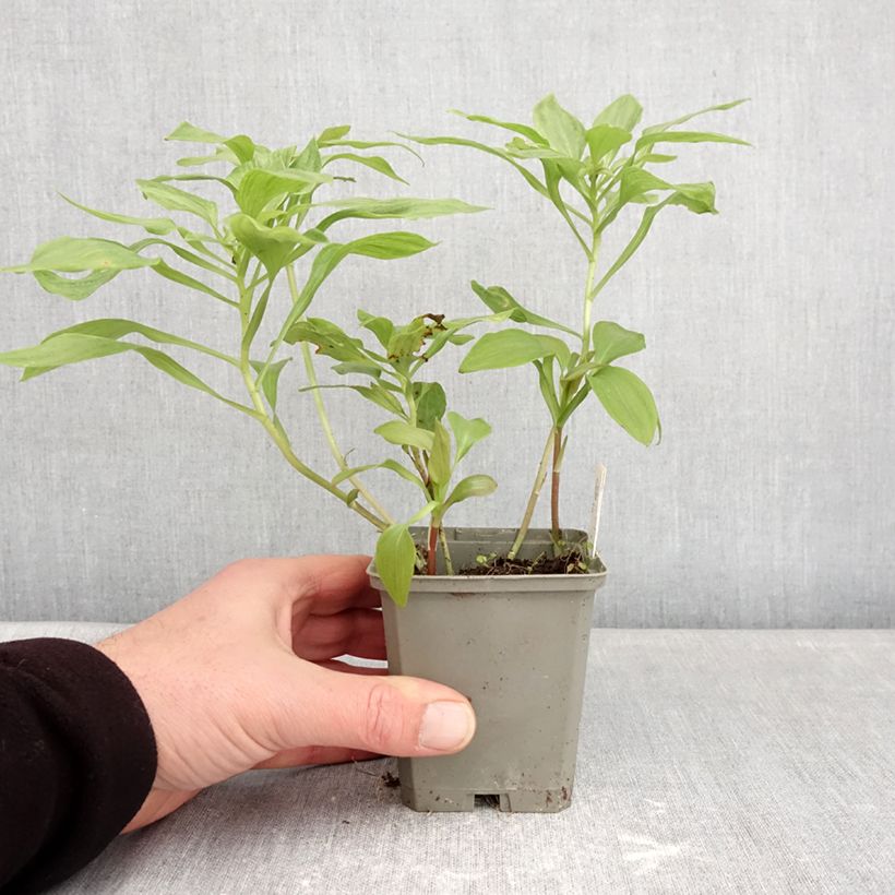 Example of Alstroemeria Duc d'Anjou Louis - Incalelie Kweekpotje van 8/9 cm as you get in hiver