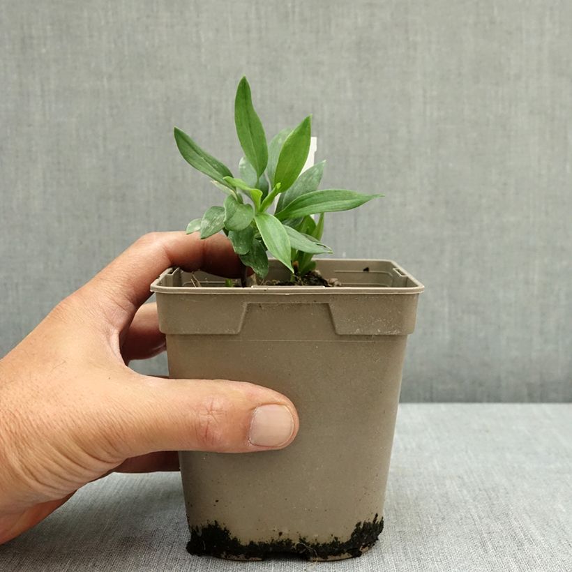 Exemplaar van Alstroemeria Duc d'Anjou Nicolas - Incalelie Pot van 1 l/1,5 l zoals geleverd in de zomer