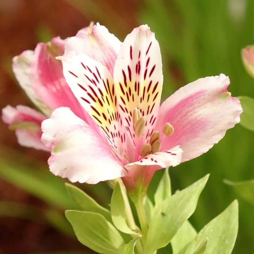 Alstroemeria Duc d'Anjou William - Incalelie (Bloei)