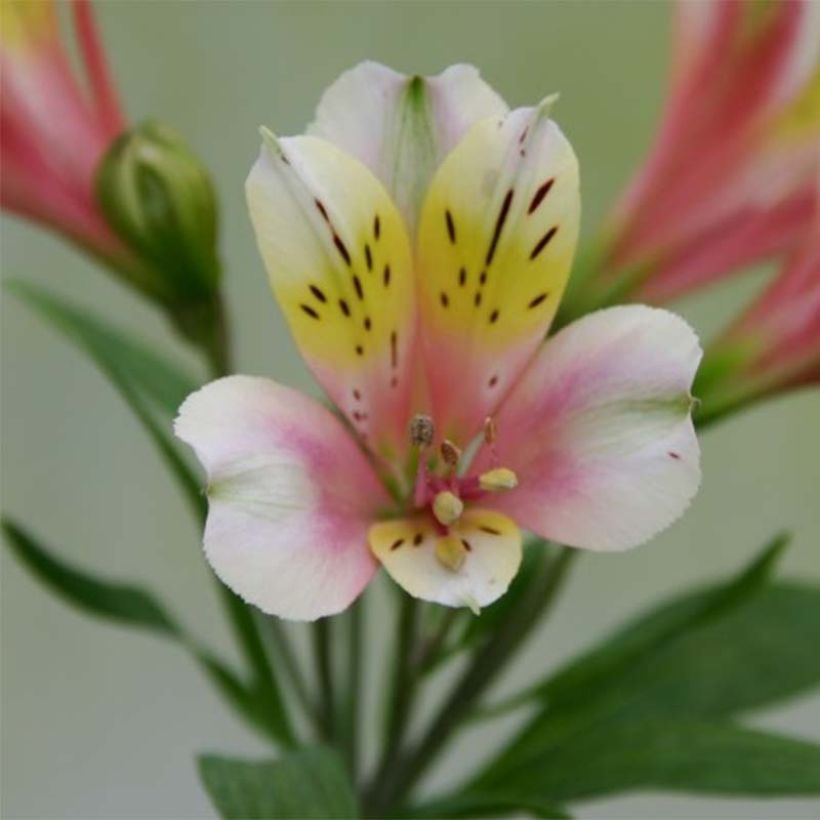 Alstroemeria Duchesse Anne - Incalelie (Flowering)