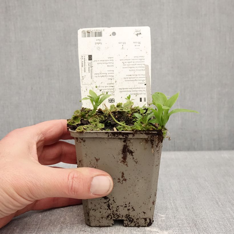 Example of Alstroémère Duchesses Anne - Lys des Incas Kweekpotje van 8/9 cm as you get in hiver