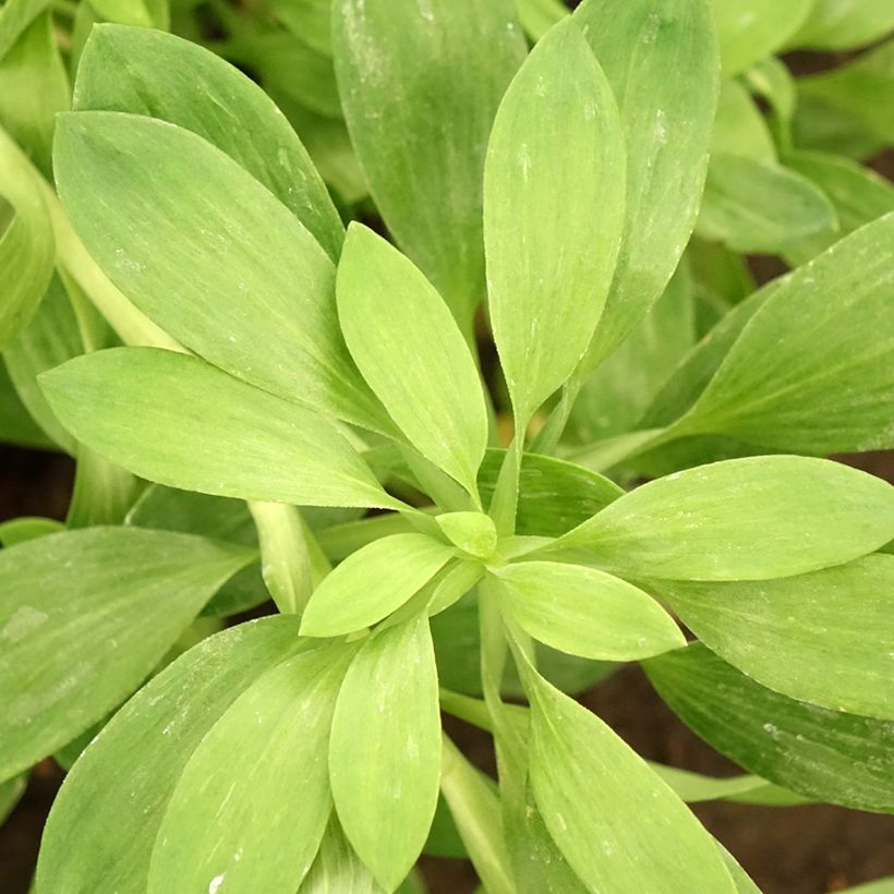 Alstroemeria Duchesse Béatrice - Incalelie (Blad)