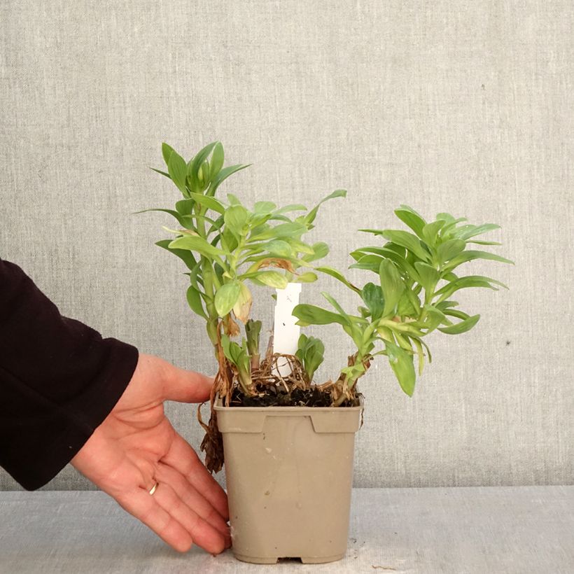 Exemplaar van Alstroemeria Duchesse Béatrice - Incalelie Pot van 1 l/1,5 l zoals geleverd in de lente