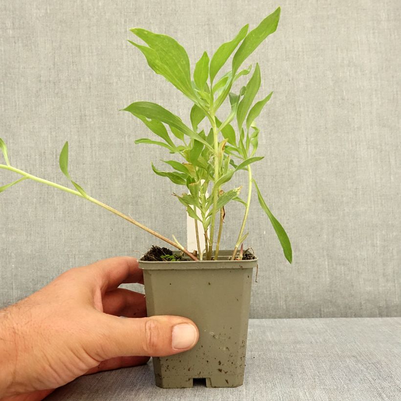 Exemplaar van Alstroemeria Duchesses d'Anjou Valentine - Incalelie Kweekpotje van 8/9 cm zoals geleverd in de zomer