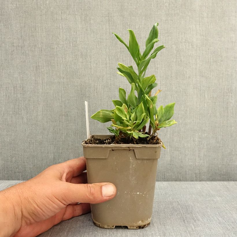 Exemplaar van Alstroemeria Duchesse Diane - Incalelie Pot van 1 l/1,5 l zoals geleverd in de lente