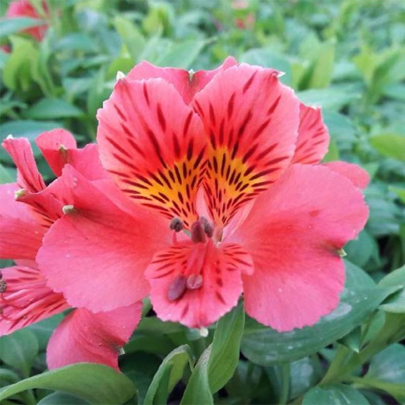 Alstroemeria Duchesse Elisabeth - Incalelie (Flowering)