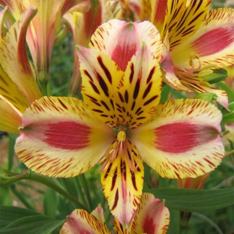 Alstroemeria Duchesse Marguerite - Incalelie (Flowering)