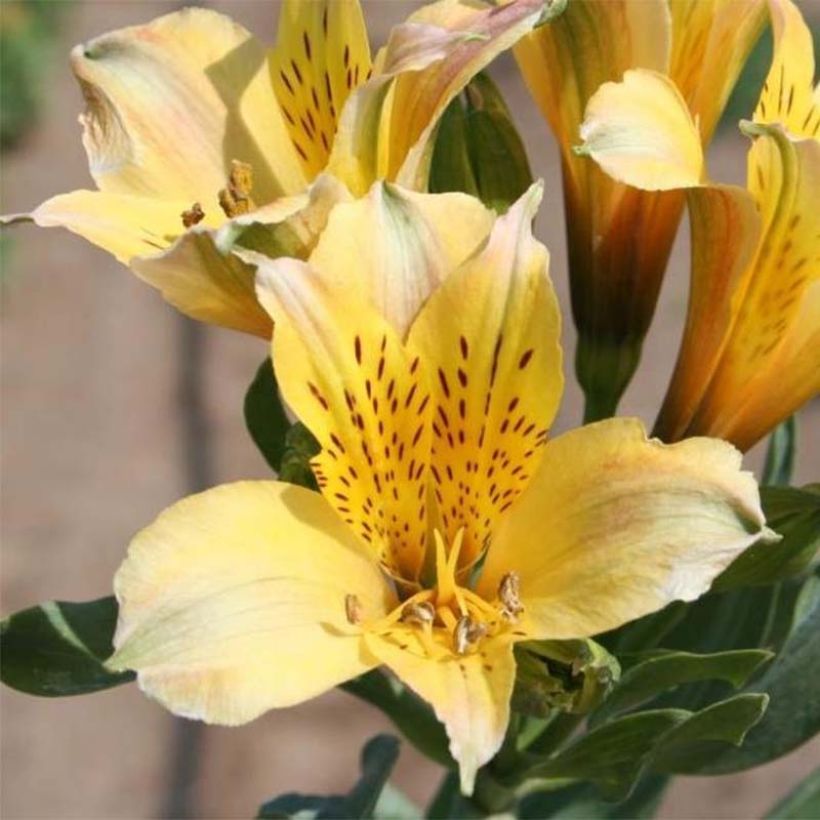 Alstroemeria Duchesse Marie - Incalelie (Bloei)
