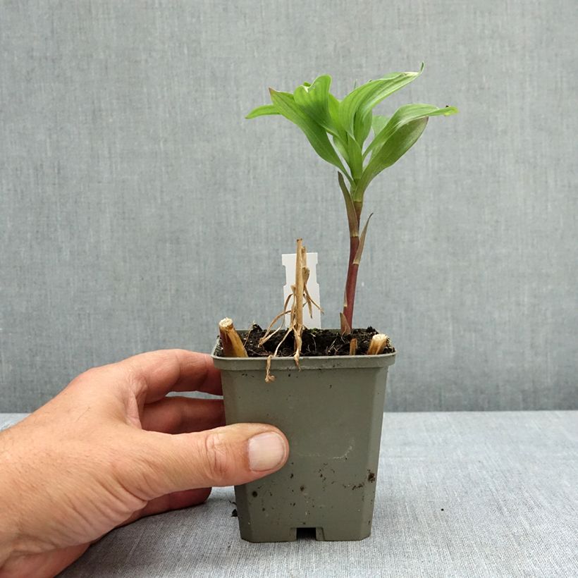 Exemplaar van Alstroemeria Majestic Authion - Incalelie Kweekpotje van 8/9 cm zoals geleverd in de lente