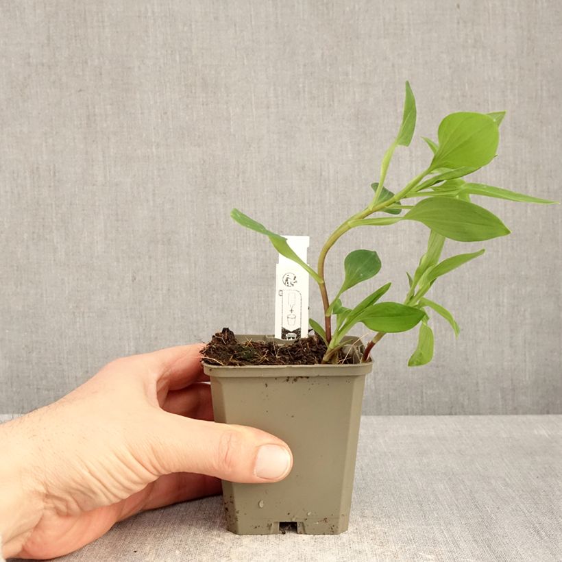 Exemplaar van Alstroemeria Majestic Liré - Incalelie Kweekpotje van 8/9 cm zoals geleverd in de winter