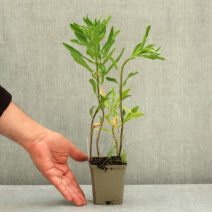 Exemplaar van Alstroemeria Majestic Longue - Incalelie Kweekpotje van 8/9 cm zoals geleverd in de lente