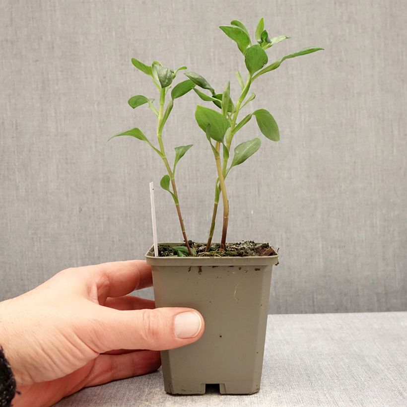 Exemplaar van Alstroemeria Majestic Marcé - Incalelie Kweekpotje van 8/9 cm zoals geleverd in de winter