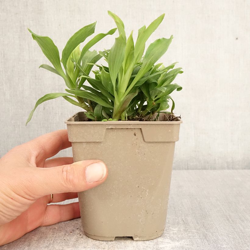 Exemplaar van Alstroemeria Majestic Mazé - Incalelie Pot van 1 l/1,5 l zoals geleverd in de lente