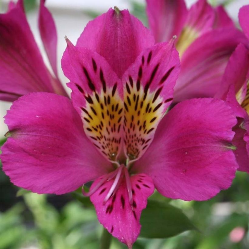 Alstroemeria Majestic Montsoreau - Incalelie (Flowering)