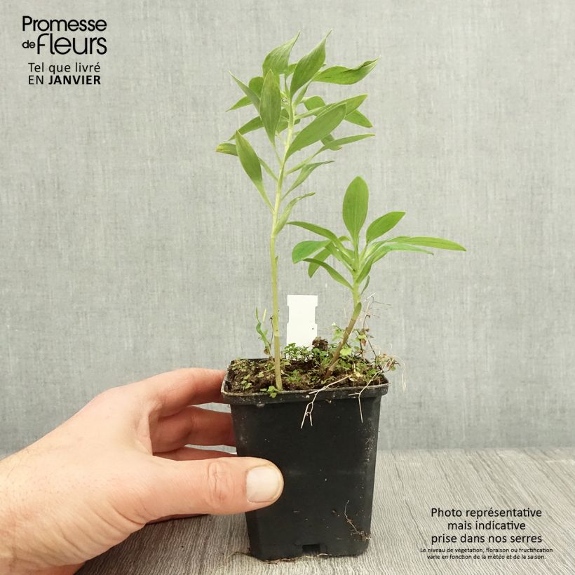 Example of Alstroémère haute Majestic Montsoreau - Lys des Incas Kweekpotje van 8/9 cm as you get in hiver
