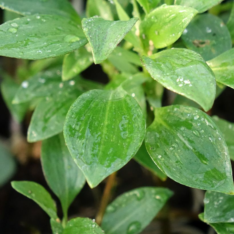 Alstroemeria Majestic Montsoreau - Incalelie (Blad)
