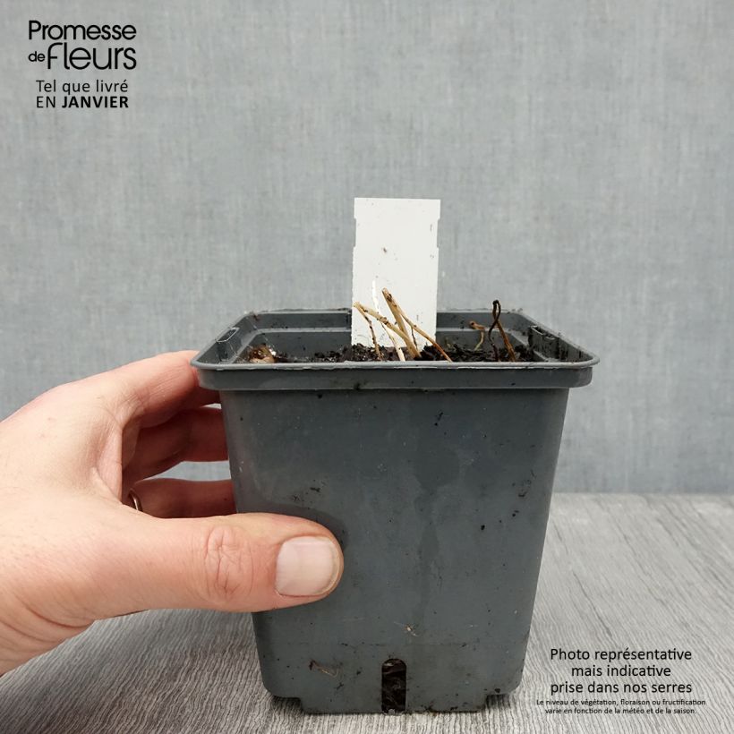 Example of Alstroémère haute Majestic Montsoreau - Lys des Incas Pot van 1 l/1,5 l as you get in hiver