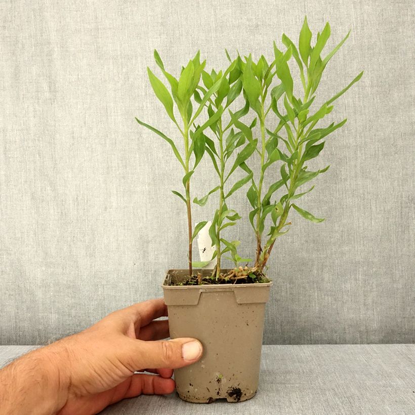 Exemplaar van Alstroemeria Majestic Avrillé - Incalelie Pot van 1 l/1,5 l zoals geleverd in de zomer