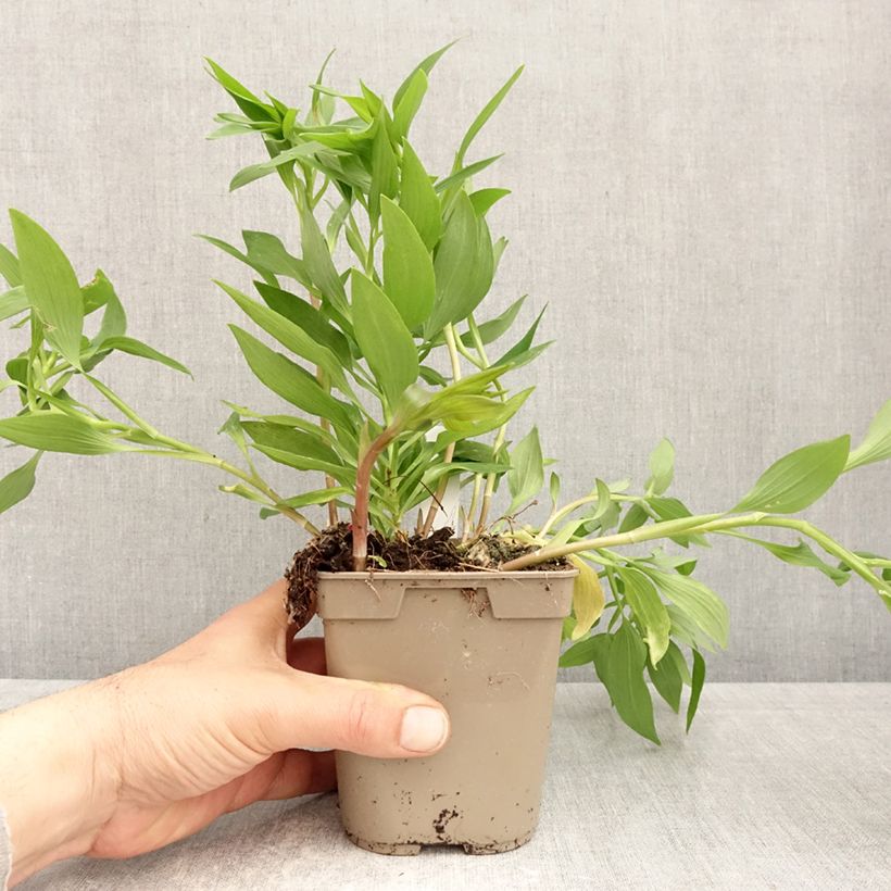 Exemplaar van Alstroemeria Majestic Avrillé - Incalelie Pot van 1 l/1,5 l zoals geleverd in de lente
