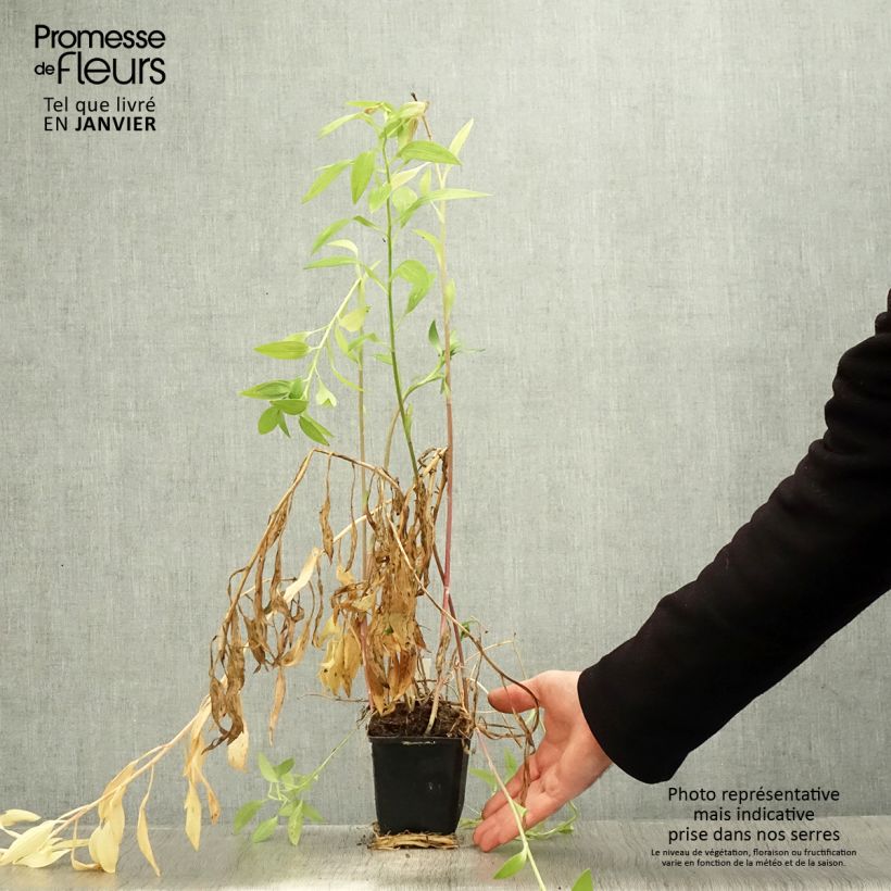 Example of Alstroemeria Majestic Briançon - Incalelie Kweekpotje van 8/9 cm as you get in hiver