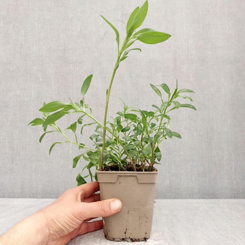 Exemplaar van Alstroemeria Majestic Brissac - Incalelie Pot van 1 l/1,5 l zoals geleverd in de lente
