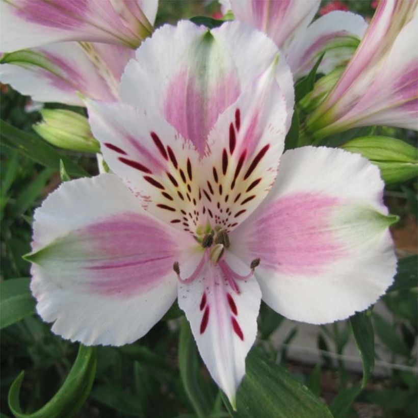 Alstroemeria Majestic Fougeré - Incalelie (Bloei)