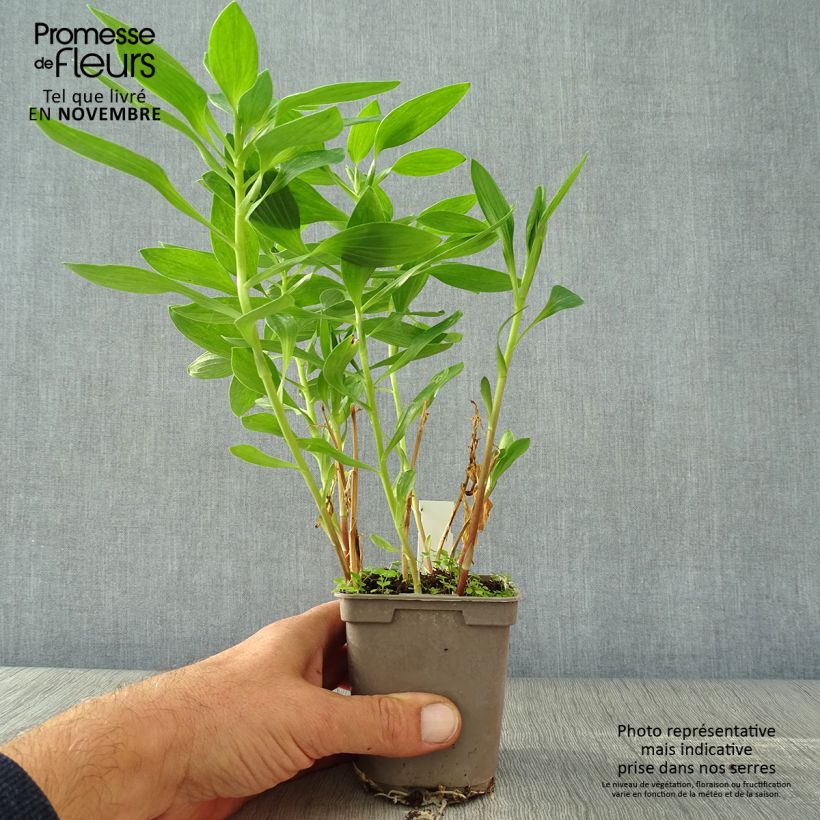 Exemplaar van Alstroemeria Majestic Fougeré - Incalelie Kweekpotje van 8/9 cm zoals geleverd in de herfst