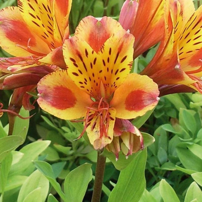Alstroemeria Inca Exotica - Incalelie (Bloei)