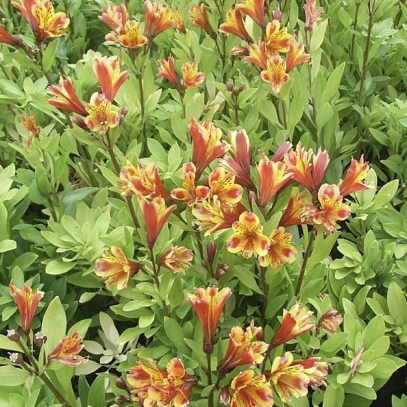 Alstroemeria Inca Exotica - Incalelie (Groeiplaats)