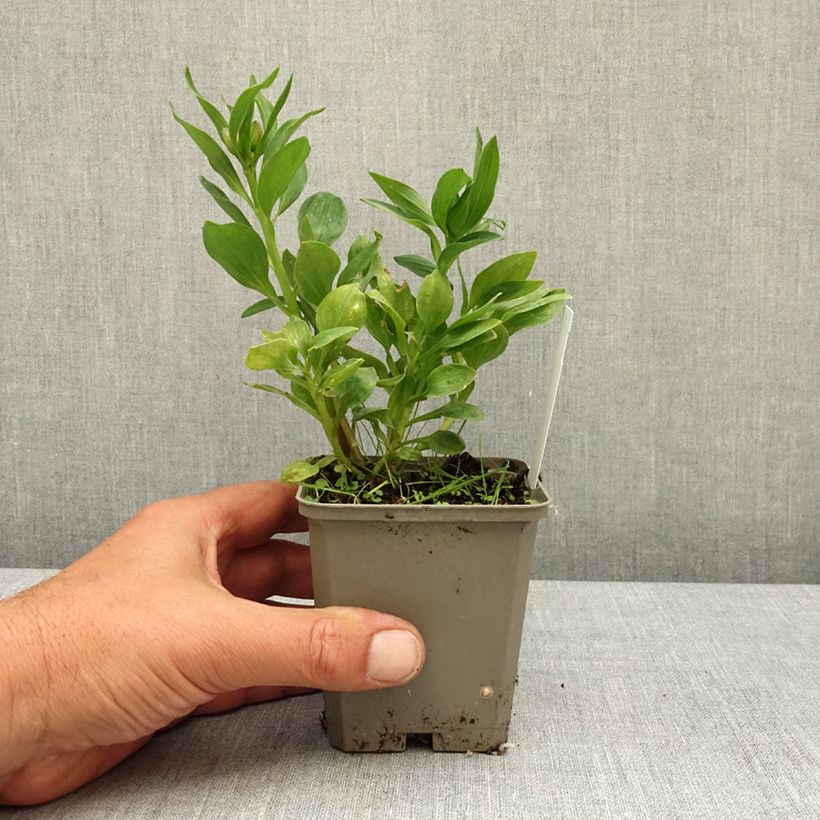 Exemplaar van Alstroemeria Pitchounes Charlotte - Incalelie Kweekpotje van 8/9 cm zoals geleverd in de lente