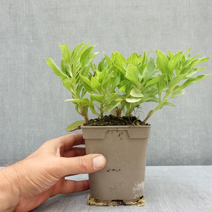 Exemplaar van Alstroemeria Pitchounes Charlotte - Incalelie Pot van 1 l/1,5 l zoals geleverd in de zomer
