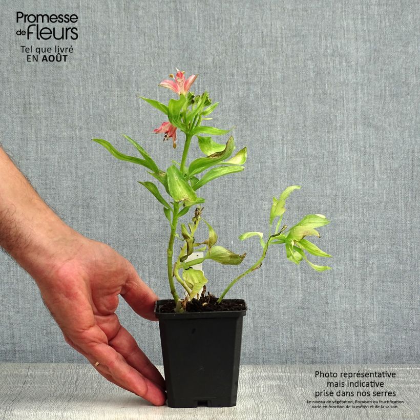 Exemplaar van Alstroemeria Pitchounes Chloé - Incalelie Kweekpotje van 8/9 cm zoals geleverd in de zomer