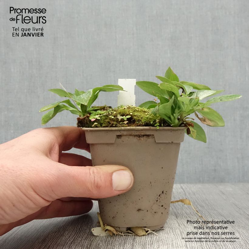 Example of Alstroemère naine Pitchounes Gaspard - Lys des Incas Kweekpotje van 8/9 cm as you get in hiver