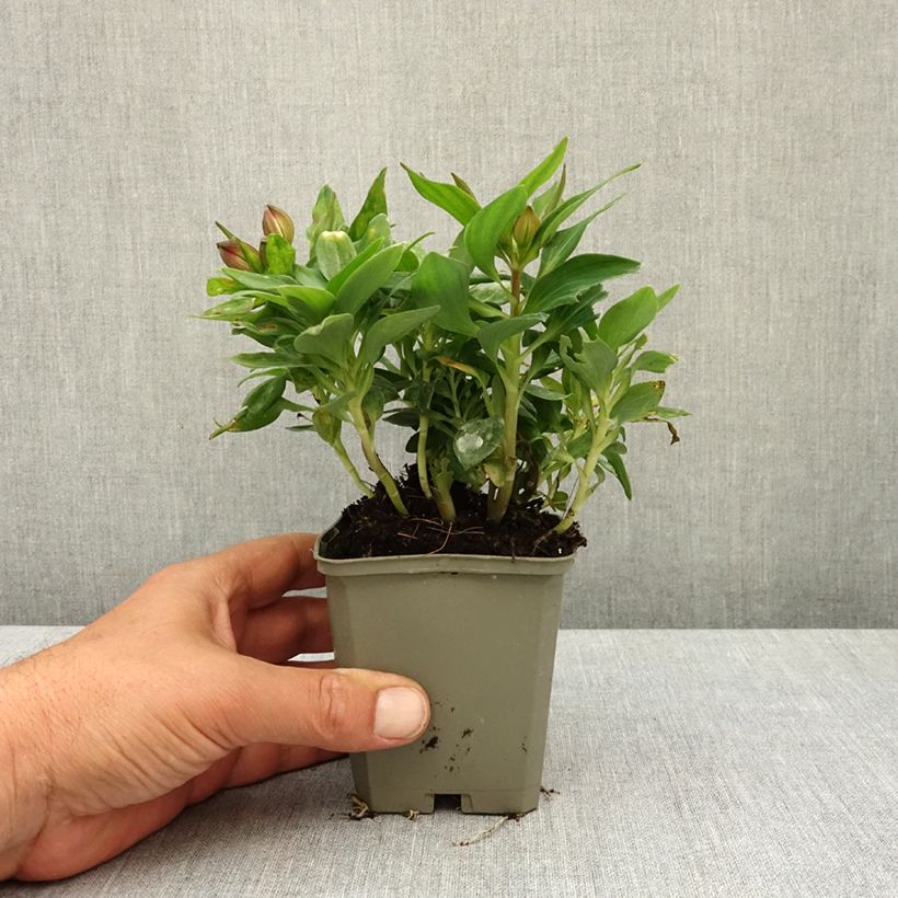 Exemplaar van Alstroemeria Pitchounes Lily Rose - Incalelie Kweekpotje van 8/9 cm zoals geleverd in de lente