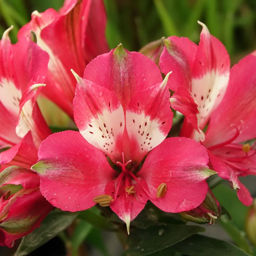 Alstroemeria Pitchounes Lily Rose - Incalelie (Bloei)