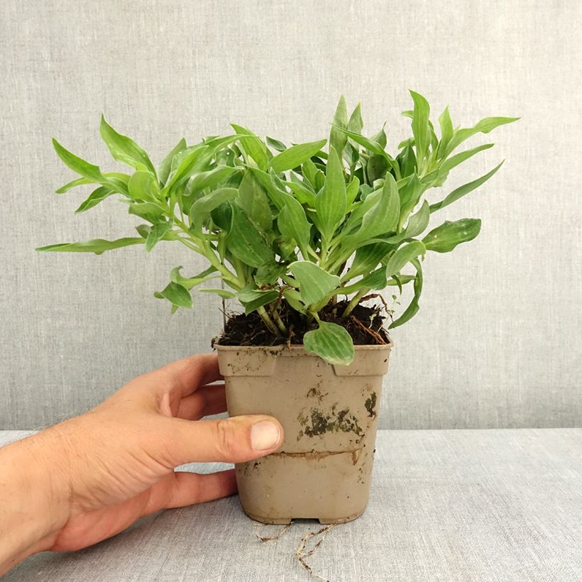 Exemplaar van Alstroemeria Pitchounes Lola - Incalelie Pot van 1 l/1,5 l zoals geleverd in de lente