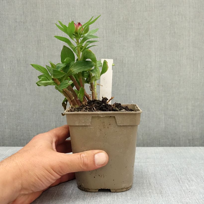 Exemplaar van Alstroemeria Pitchounes Lucas - Incalelie Pot van 1 l/1,5 l zoals geleverd in de lente