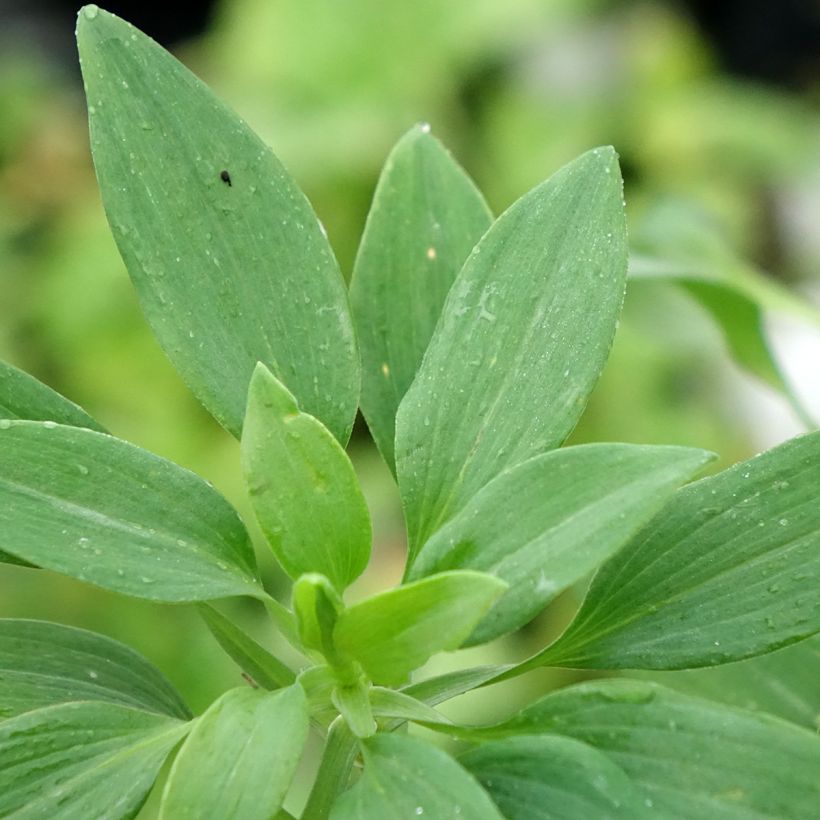 Alstroemeria Pitchounes Noah - Incalelie (Blad)