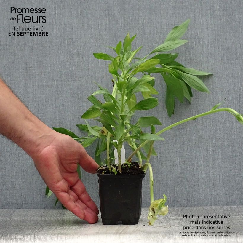 Exemplaar van Alstroemeria Pitchounes Oceane - Incalelie Kweekpotje van 8/9 cm zoals geleverd in de herfst