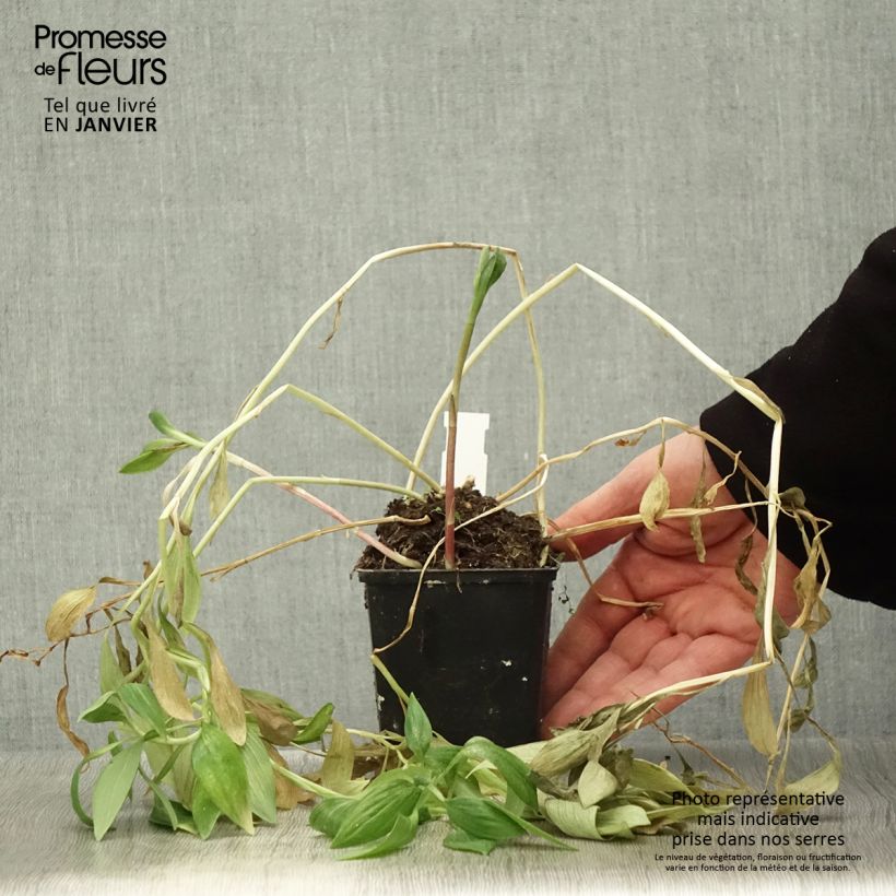 Example of Alstroemère naine Pitchounes Océane - Lys des Incas Kweekpotje van 8/9 cm as you get in hiver