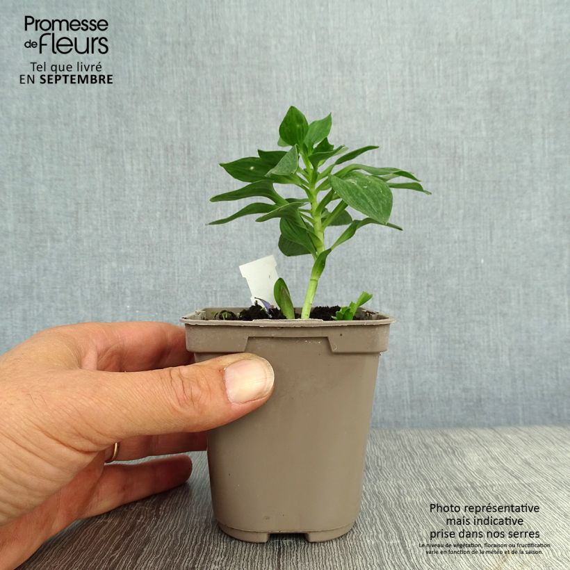 Exemplaar van Alstroemeria Pitchounes Stella - Incalelie Kweekpotje van 8/9 cm zoals geleverd in de herfst