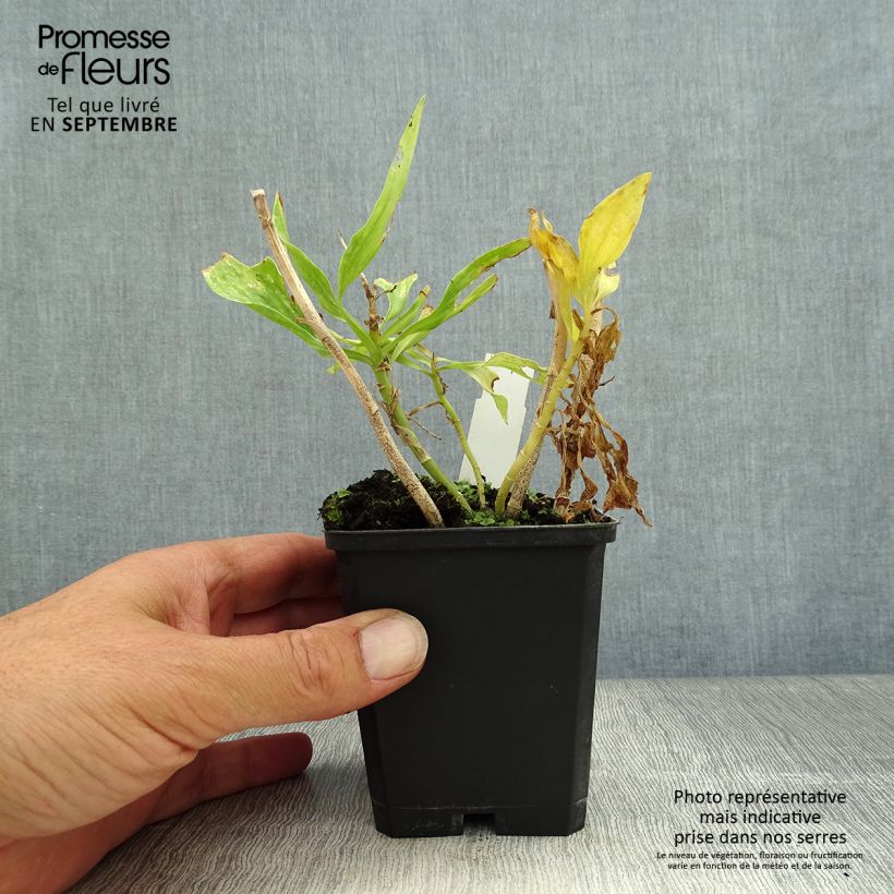 Exemplaar van Alstroemeria Pitchounes Timoté - Incalelie Kweekpotje van 8/9 cm zoals geleverd in de herfst