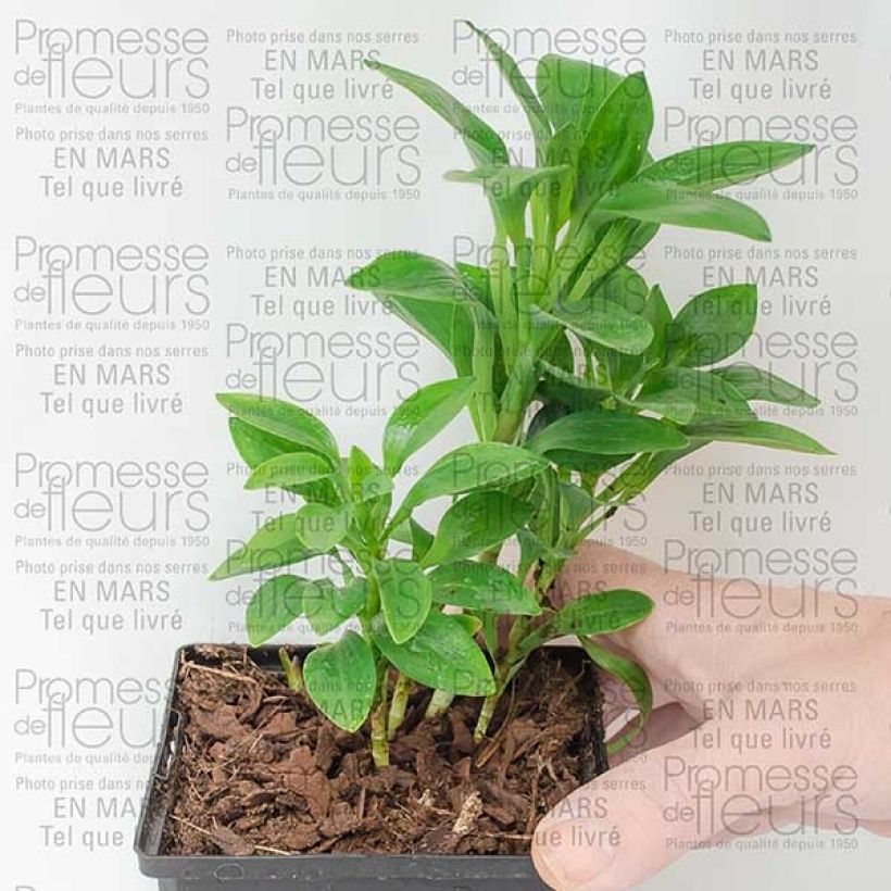 Voorbeeld van een exemplaar van Alstroemeria Inca Exotica - Incalelie Pot van 10 cm/11 cm zoals geleverd