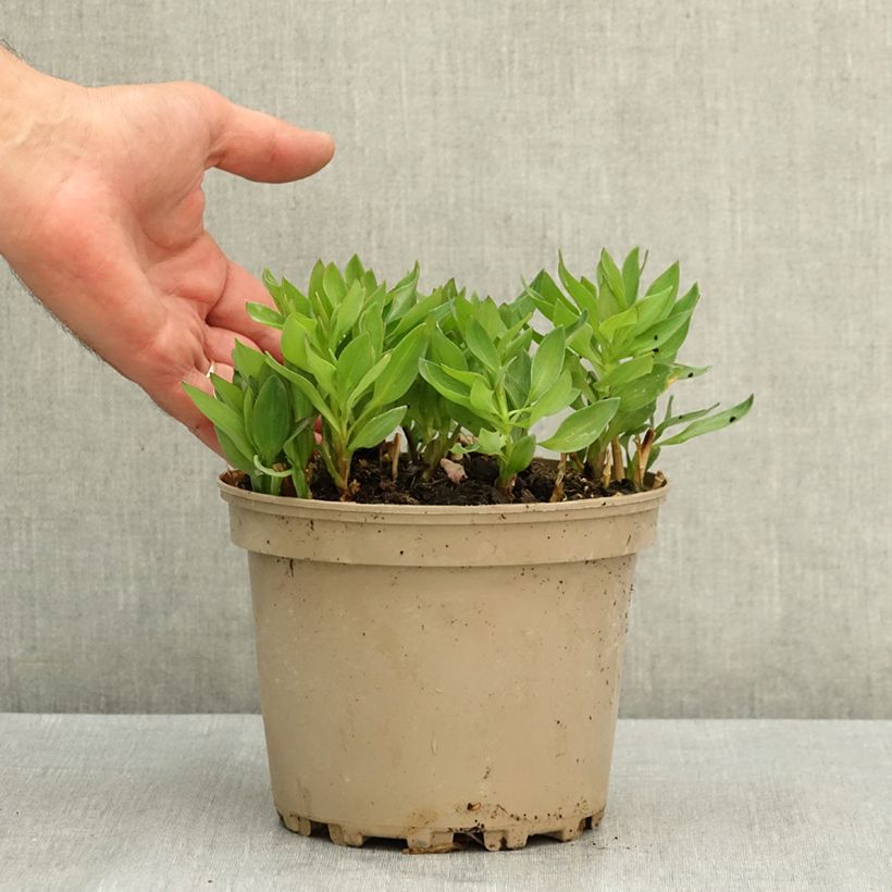 Exemplaar van Alstroemeria Incalys Salmon - Incalelie Pot van 3 l/4 l zoals geleverd in de zomer