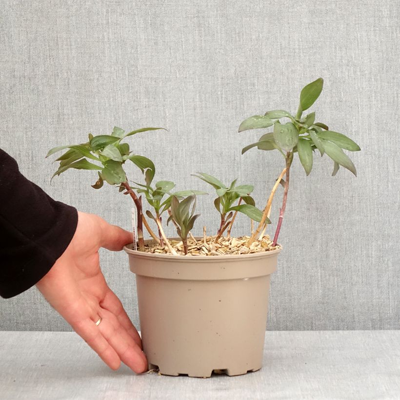 Example of Alstroemeria Indian Summer - Lis des Incas Pot van 2 l/3 l as you get in hiver