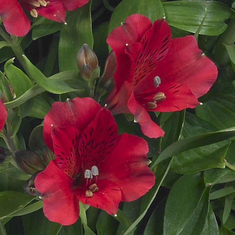 Alstroemeria Inticancha Red - Incalelie (Flowering)