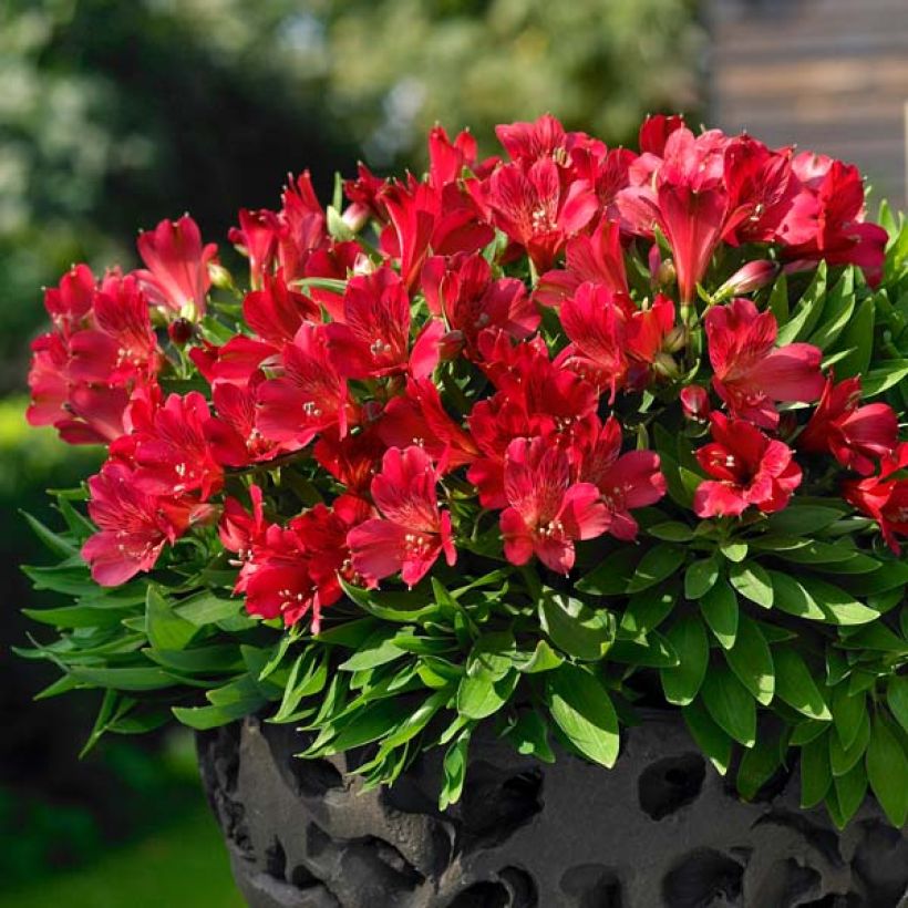 Alstroemeria Inticancha Red - Incalelie (Plant habit)